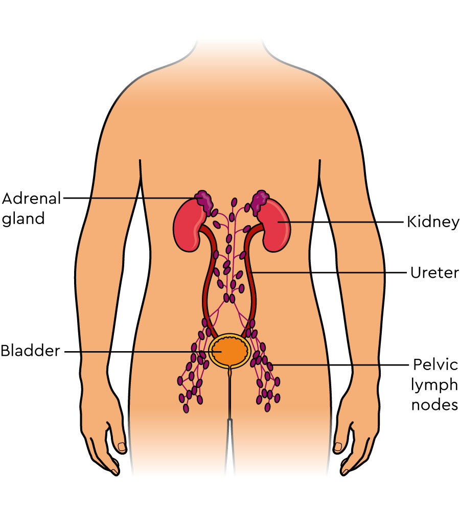 retroperitoneal lymph nodes